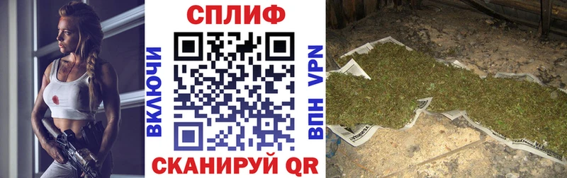 Конопля Балтийск