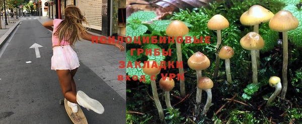 сатива Аркадак