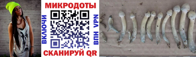 сколько стоит  KRAKEN зеркало  Галлюциногенные грибы Magic Shrooms  Балтийск 